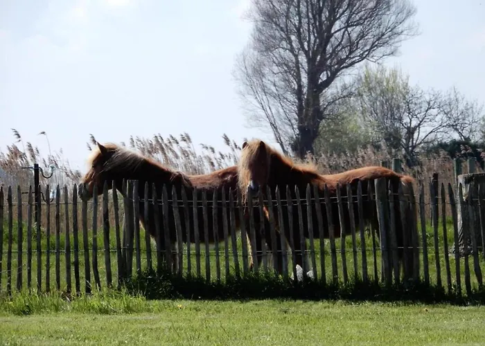 In Near The Apartman *